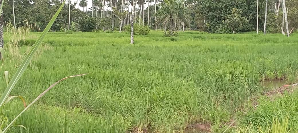 Des fourmis rouges, originaires du Libéria, ont envahi des champs de riz dans les différentes localités de la préfecture de Lola