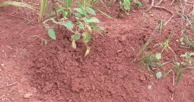 Des fourmis rouges, originaires du Libéria, ont envahi des champs de riz dans les différentes localités de la préfecture de Lola