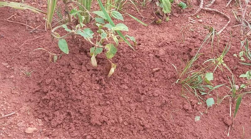 Des fourmis rouges, originaires du Libéria, ont envahi des champs de riz dans les différentes localités de la préfecture de Lola