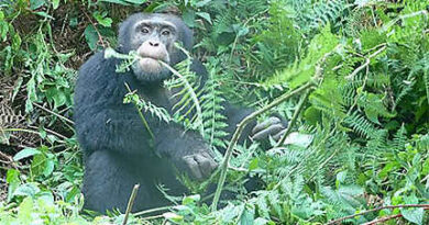 L'augmentation des attentats ou des attaques des chimpanzés s'est accentuée au cours de ses derniers mois dans la commune rurale de Bossou